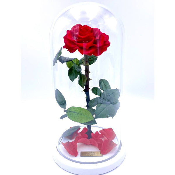 Eternity Rose in Enchanted Glass Dome